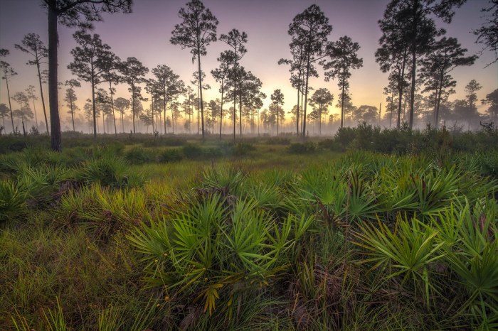 In an open and grassy pine savannah fires