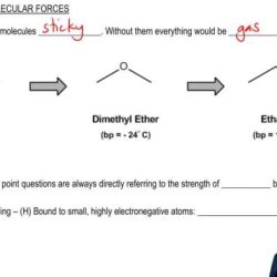 Sticky molecules gizmo answer key