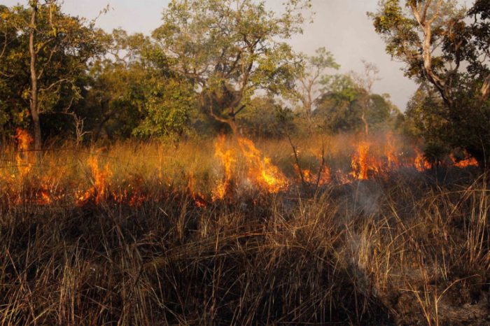 Oak savannas savanna american dense voyages exceptionally canopy relatively high