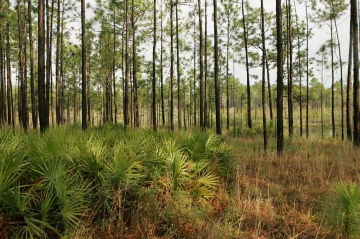 In an open and grassy pine savannah fires