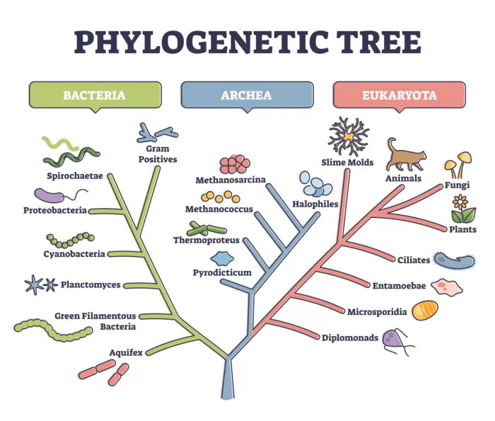 Stations activity build a phylogenetic tree answer key