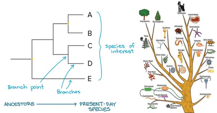 Stations activity build a phylogenetic tree answer key