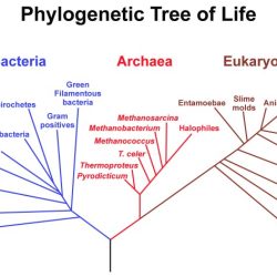 Cladogram cladograms example biology evolution classification examples evolutionary answer question carolina key animal fish look dichotomous should simple traits do