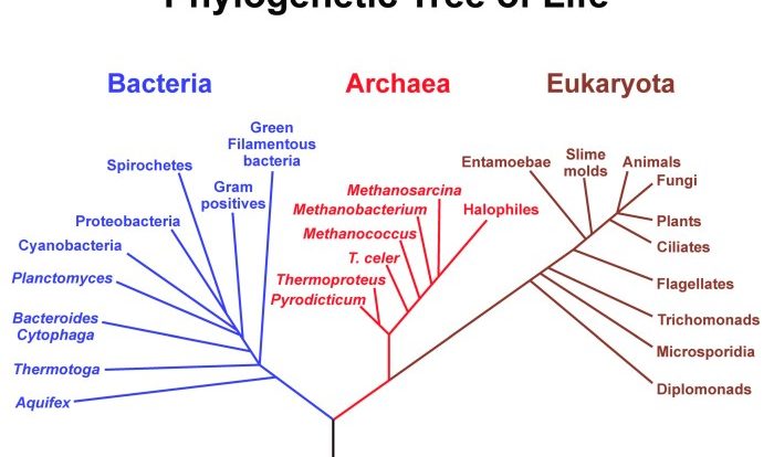 Cladogram cladograms example biology evolution classification examples evolutionary answer question carolina key animal fish look dichotomous should simple traits do