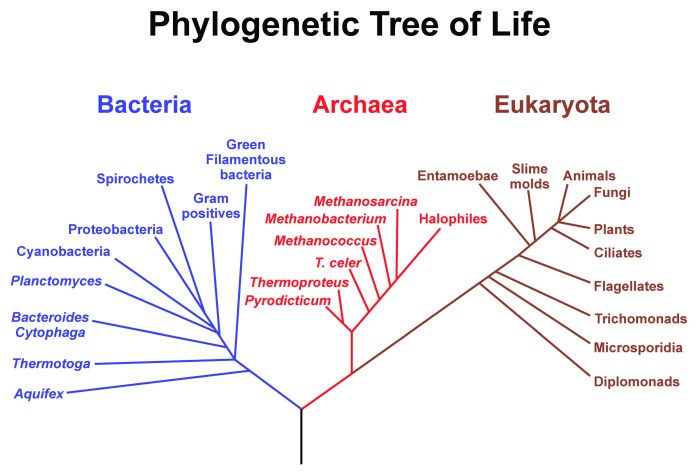 Cladogram cladograms example biology evolution classification examples evolutionary answer question carolina key animal fish look dichotomous should simple traits do