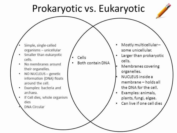 Prokaryotic and eukaryotic worksheet answer key